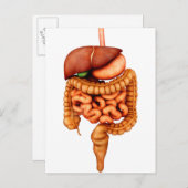 Carte Postale Anatomie Du Système Digestif Humain, Vue Avant (Devant / Derrière)