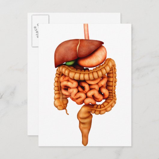 Carte Postale Anatomie Du Système Digestif Humain, Vue Avant (Devant / Derrière)