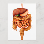 Carte Postale Anatomie Du Système Digestif Humain, Vue Avant (Devant)