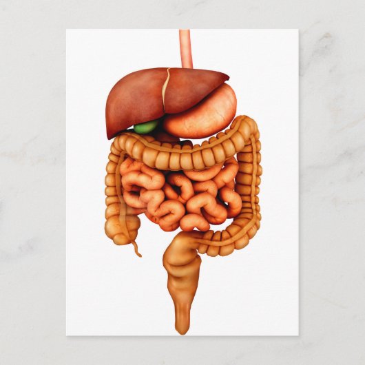 Carte Postale Anatomie Du Système Digestif Humain, Vue Avant (Devant)