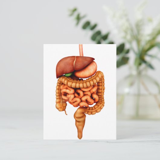Carte Postale Anatomie Du Système Digestif Humain, Vue Avant (Debout devant)