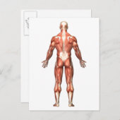 Carte Postale Anatomie Du Système Musculaire Masculin, Vue Arriè (Devant / Derrière)