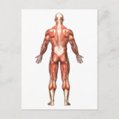 Carte Postale Anatomie Du Système Musculaire Masculin, Vue Arriè (Devant)