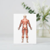Carte Postale Anatomie Du Système Musculaire Masculin, Vue Arriè (Debout devant)