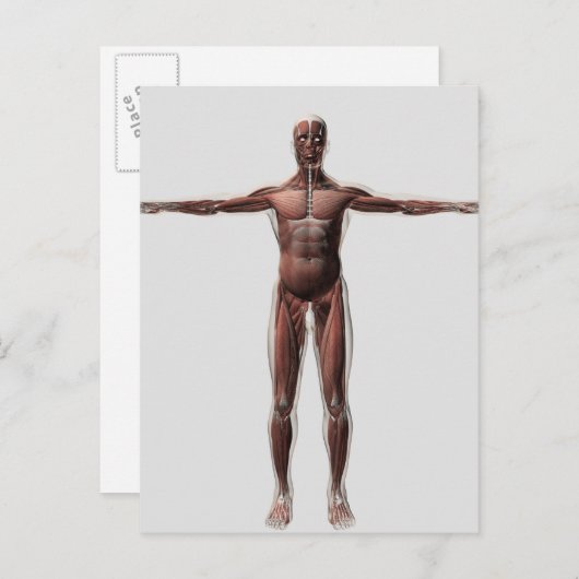 Carte Postale Anatomie Du Système Musculaire Masculin, Vue Avant (Devant / Derrière)