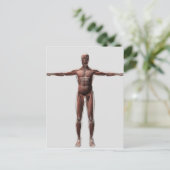 Carte Postale Anatomie Du Système Musculaire Masculin, Vue Avant (Debout devant)