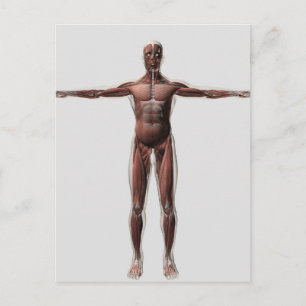 Carte Postale Anatomie Du Système Musculaire Masculin, Vue Avant