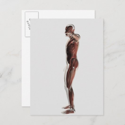 Carte Postale Anatomie Du Système Musculaire Masculin, Vue Côtiè (Devant / Derrière)