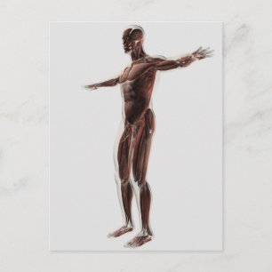 Carte Postale Anatomie Du Système Musculaire Masculin, Vue Côtiè