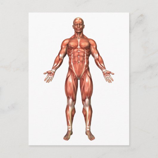 Carte Postale Anatomie du système musculaire masculin, vue de (Devant)