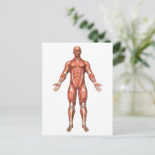 Carte Postale Anatomie du système musculaire masculin, vue de (Debout devant)