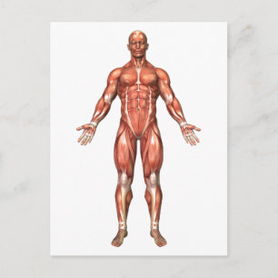 Carte Postale Anatomie du système musculaire masculin, vue de