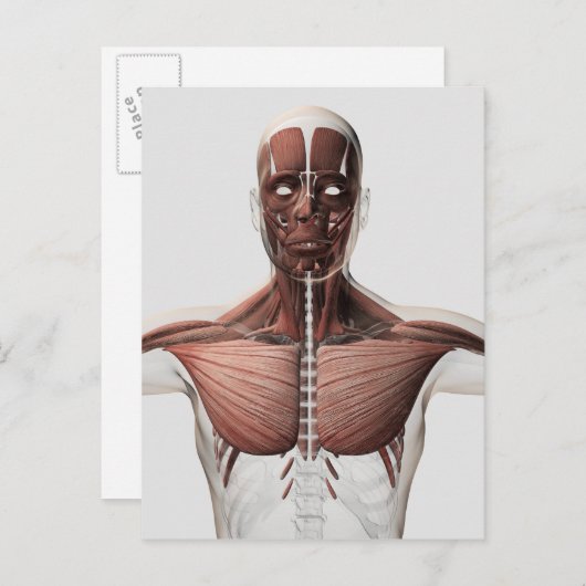 Carte Postale Anatomie Du Système Musculaire Masculin, Vue latér (Devant / Derrière)