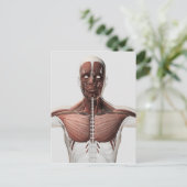 Carte Postale Anatomie Du Système Musculaire Masculin, Vue latér (Debout devant)