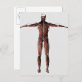 Carte Postale Anatomie Du Système Musculaire Masculin, Vue Posté (Devant / Derrière)