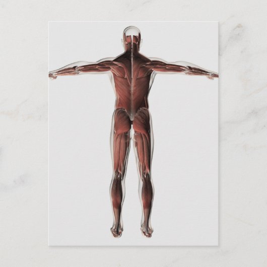 Carte Postale Anatomie Du Système Musculaire Masculin, Vue Posté (Devant)