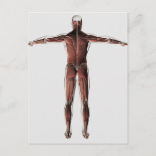 Carte Postale Anatomie Du Système Musculaire Masculin, Vue Posté