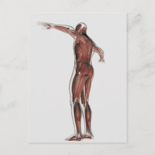 Carte Postale Anatomie Du Système Musculaire Masculin, Vue Posté