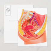 Carte Postale Anatomie Du Système Reproductif Féminin 1 (Devant / Derrière)