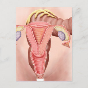 Carte Postale Anatomie Du Système Reproductif Féminin 2