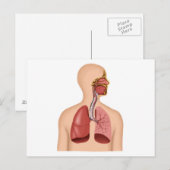 Carte Postale Anatomie Du Système Respiratoire Humain (Devant / Derrière)