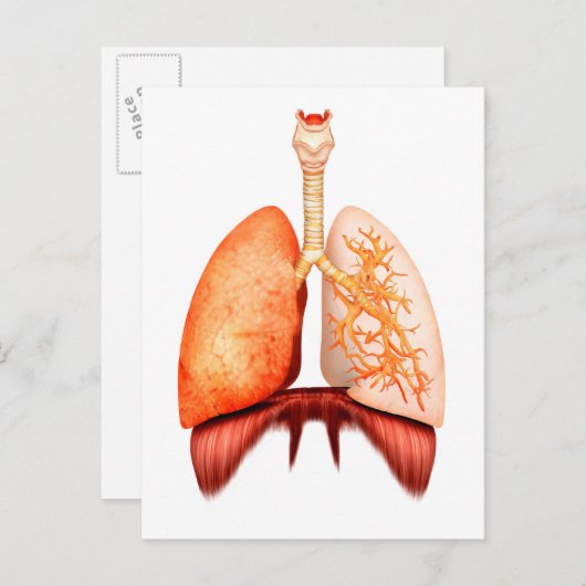 Carte Postale Anatomie Du Système Respiratoire Humain, Vue Avant (Devant / Derrière)