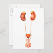 Carte Postale Anatomie Du Système Urinaire Homme Humain, Vue Ava (Devant / Derrière)