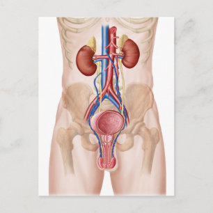 Carte Postale Anatomie Du Système Urinaire Masculin