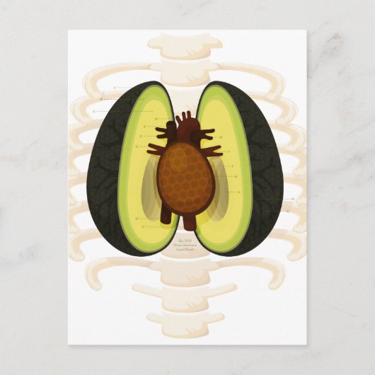 Carte Postale Anatomie d'un avocat (Devant)