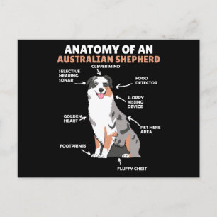 Carte Postale Anatomie D'Un Berger Australien Chiens Doux