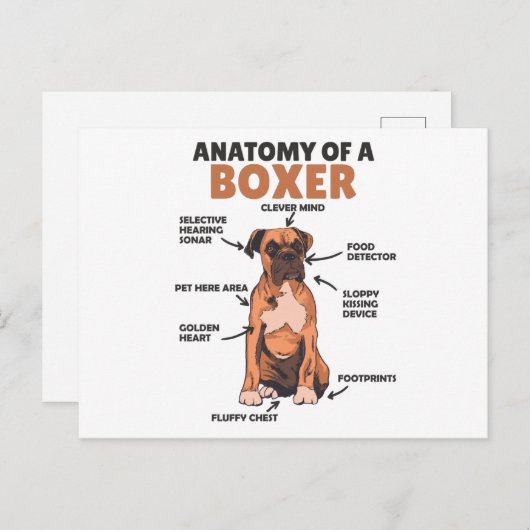 Carte Postale Anatomie D'Un Chien Doux Boxer Chien Chien Chien C (Devant / Derrière)