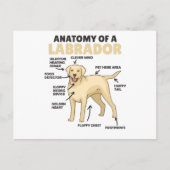 Carte Postale Anatomie D'Un Chien Doux Du Labrador Retriever (Devant)