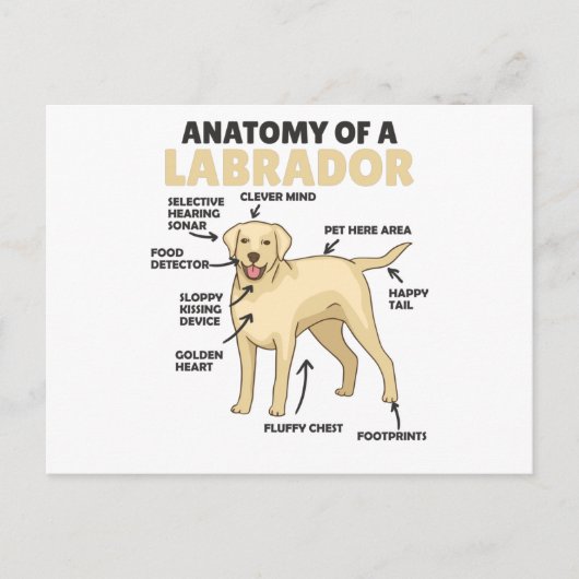 Carte Postale Anatomie D'Un Chien Doux Du Labrador Retriever (Devant)