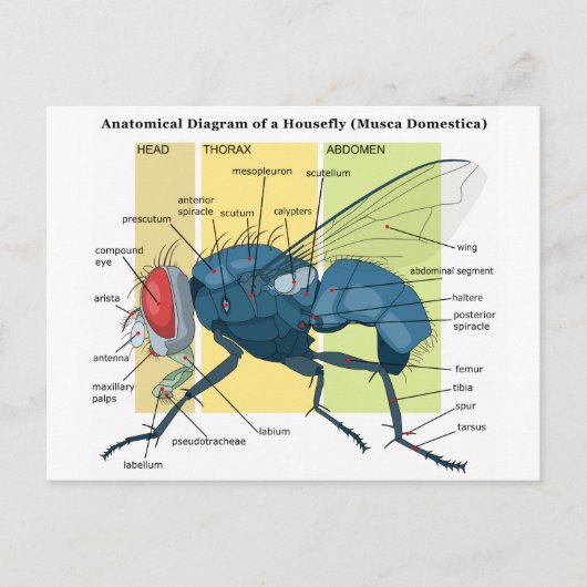 Carte Postale Anatomie d'un diagramme à mouches domestiques Musc (Devant)