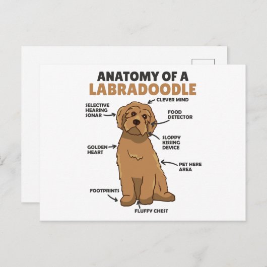 Carte Postale Anatomie D'Un Labradoodle Cute Canine Chiot (Devant / Derrière)