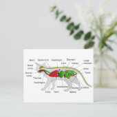 Carte Postale Anatomie générale d'un chat Felis Silvestris Catus (Debout devant)