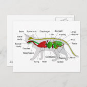 Carte Postale Anatomie générale d'un chat Felis Silvestris Catus (Devant / Derrière)