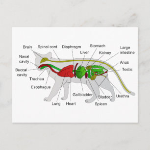 Carte Postale Anatomie générale d'un chat Felis Silvestris Catus