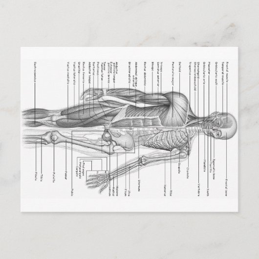 Carte Postale Anatomie humaine (Devant)
