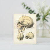 Carte Postale Anatomie humaine - Le crâne (Debout devant)