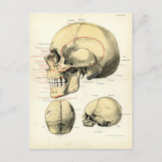 Carte Postale Anatomie humaine - Le crâne