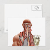 Carte Postale Anatomie Humaine Montrant Des Muscles Profonds Dan (Devant / Derrière)