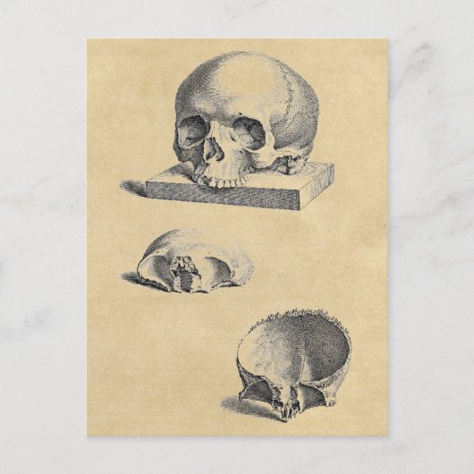 Carte Postale Anatomie Médicale du crâne humain (Devant)