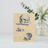 Carte Postale Anatomie Médicale du crâne humain (Debout devant)