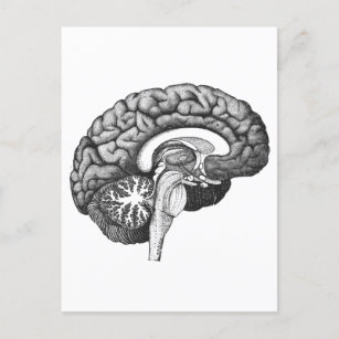 Carte Postale Anatomie médicale vintage illustration cerveau hum