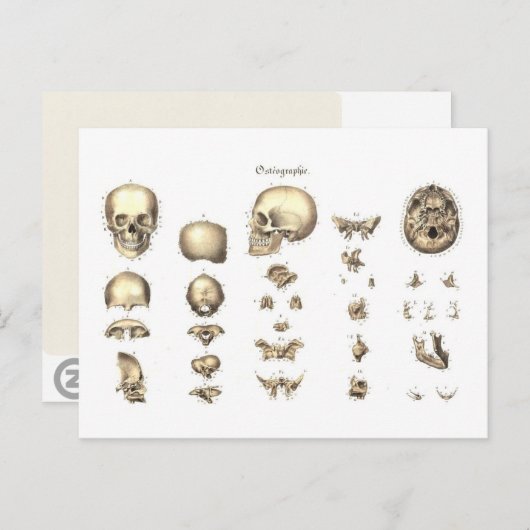 Carte Postale Anatomie méthodique du crâne (Devant / Derrière)