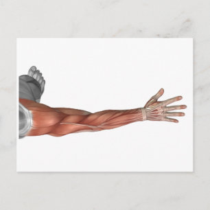 Carte Postale Anatomie Musculaire Du Bras Humain, Vue Postérieur