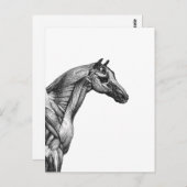 Carte Postale Anatomie musculaire du cheval rétro (Devant / Derrière)