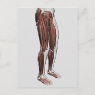 Carte Postale Anatomie Musculaire Homme Des Jambes Humaines, Ant