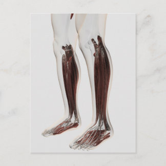 Carte Postale Anatomie Musculaire Masculine Des Jambes Humaines,